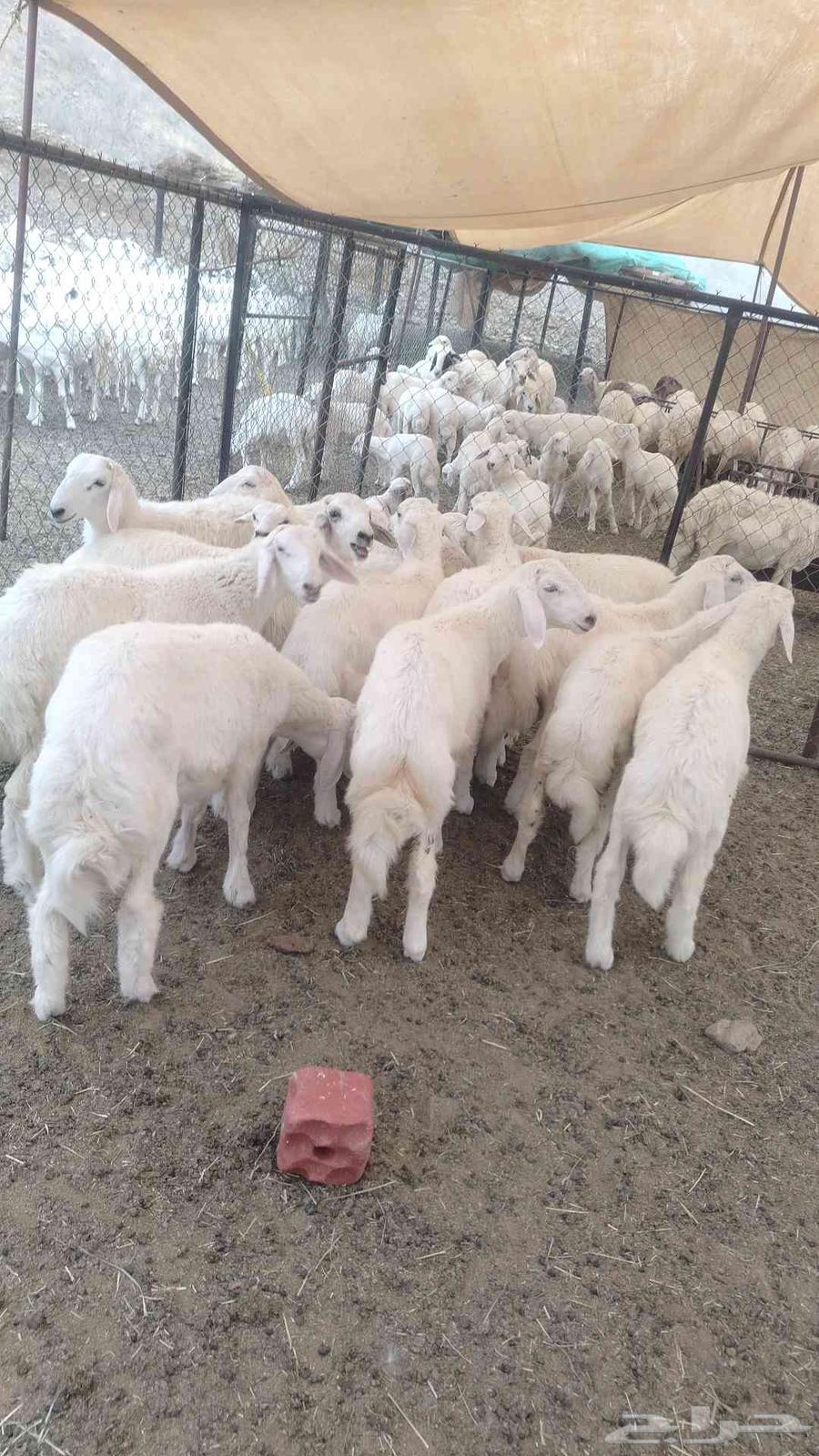 طلياان نظيفه وسليمه العد13 ذكران الموقع الحجره السعر عل السو63680463024257110