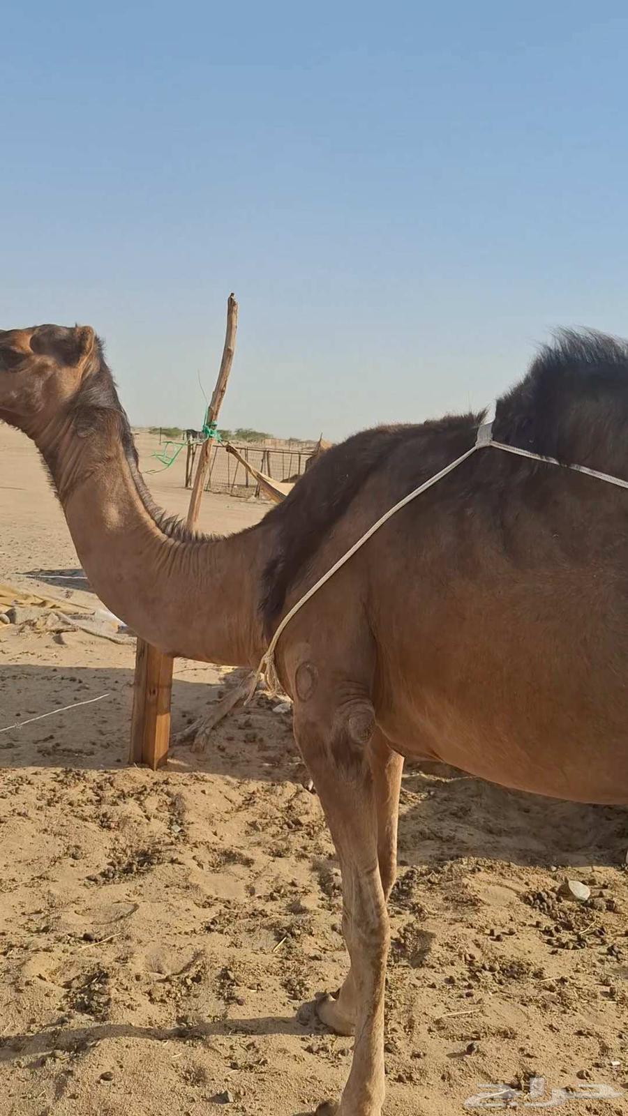 ناقه خلفه مشروطه من جميع العذاريب63678560597635112