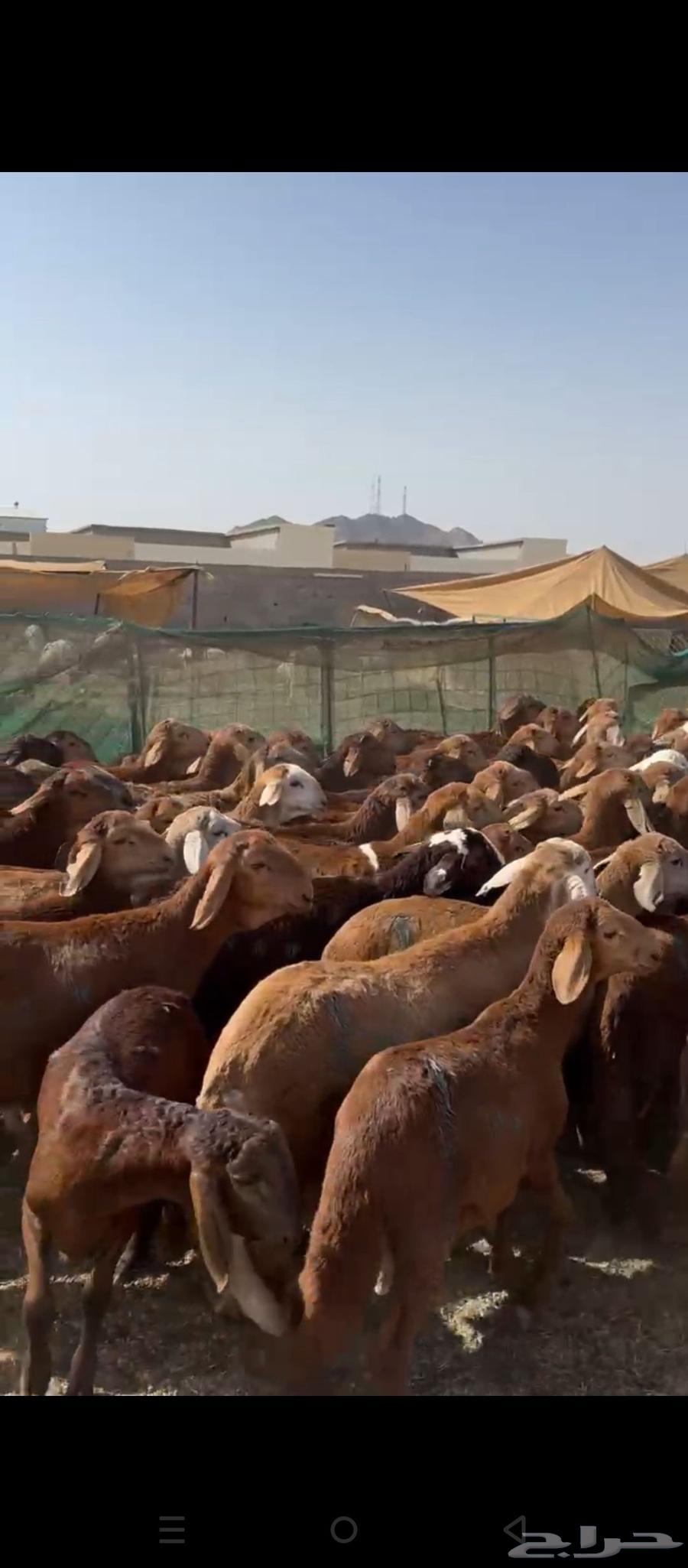 Sudanese Red Cattle63680641223042111