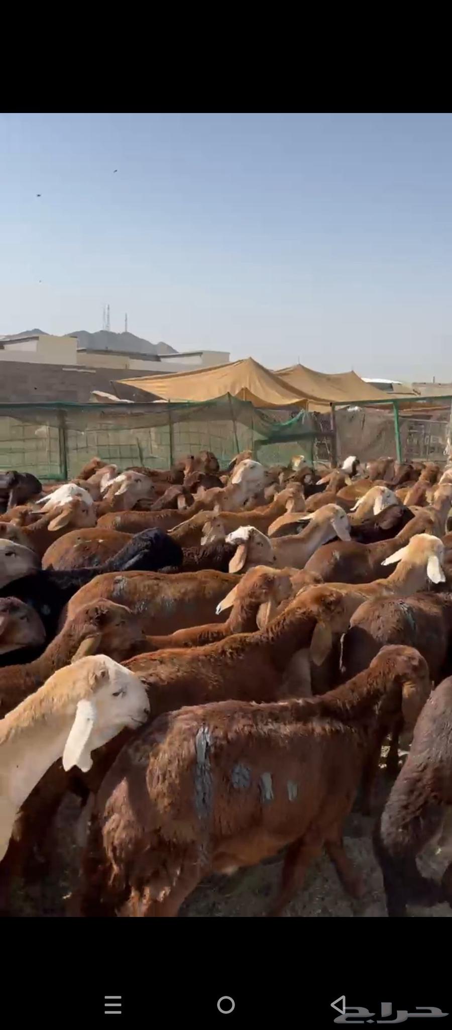Sudanese Red Cattle63680641223042110
