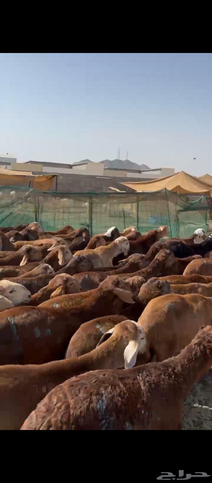 Sudanese Red Cattle63680641223042113