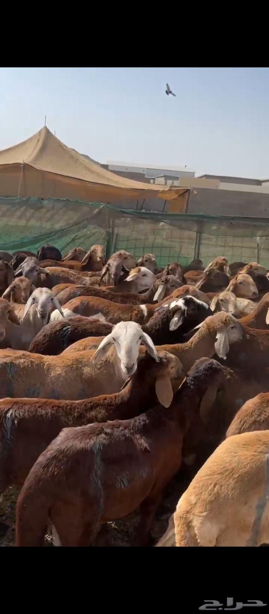 Sudanese Red Cattle63680641223042112