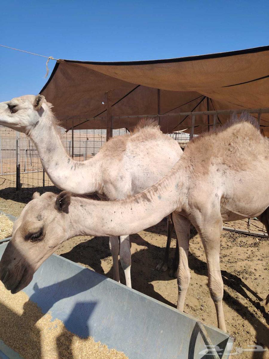 Red Sudanese goats and rams, Somali type, only 1000 Riyals63679831465601113