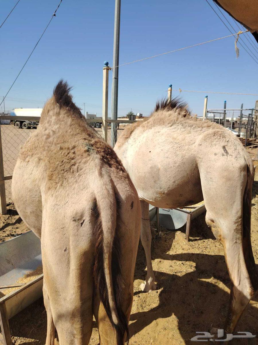 Red Sudanese goats and rams, Somali type, only 1000 Riyals63679831465601114