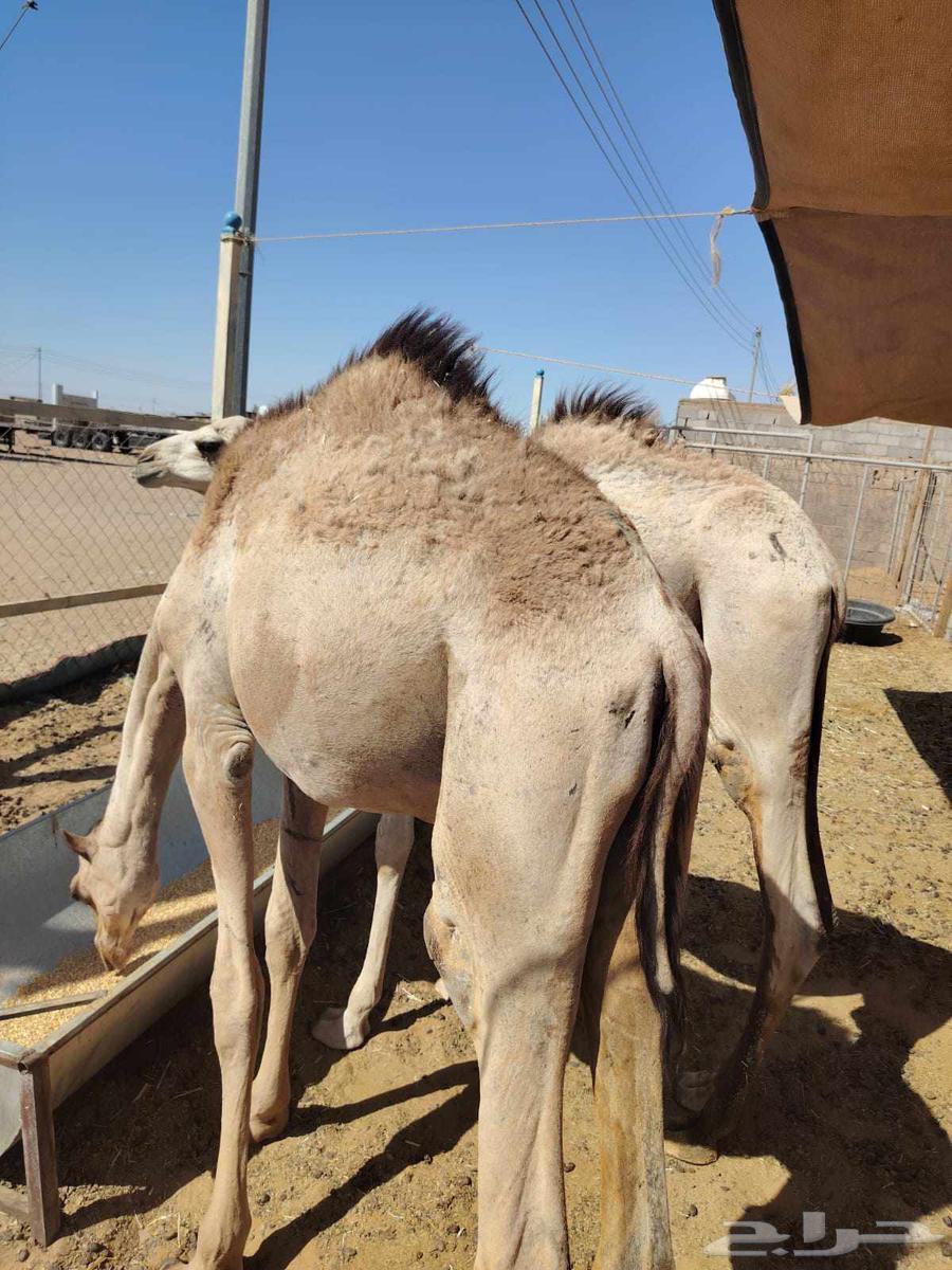 Red Sudanese goats and rams, Somali type, only 1000 Riyals63679831465601111