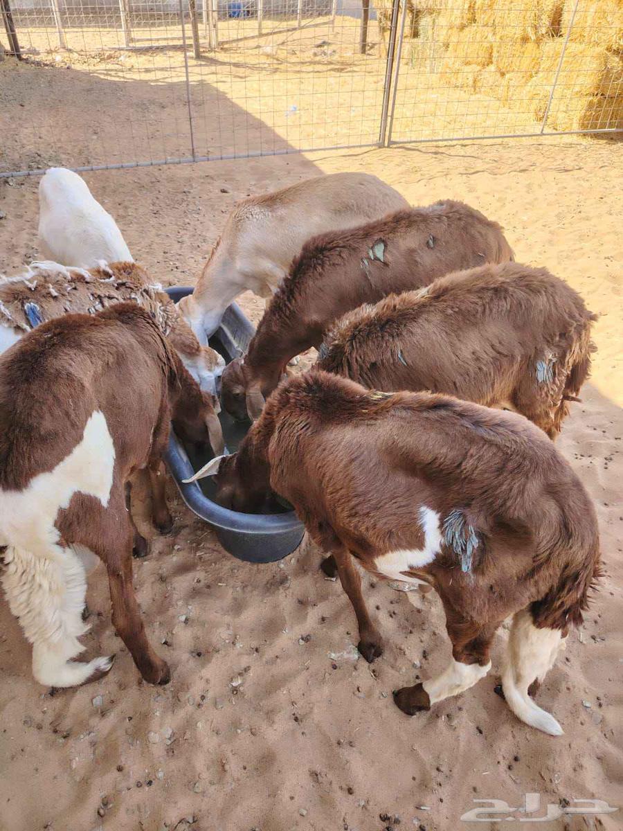 Red Sudanese goats and rams, Somali type, only 1000 Riyals63679831465601112