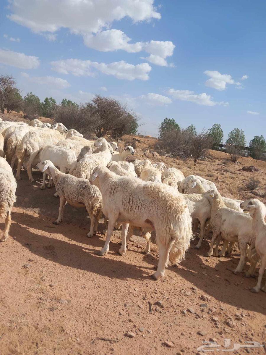 Sheep for sale Hariah Harish63678383858049111