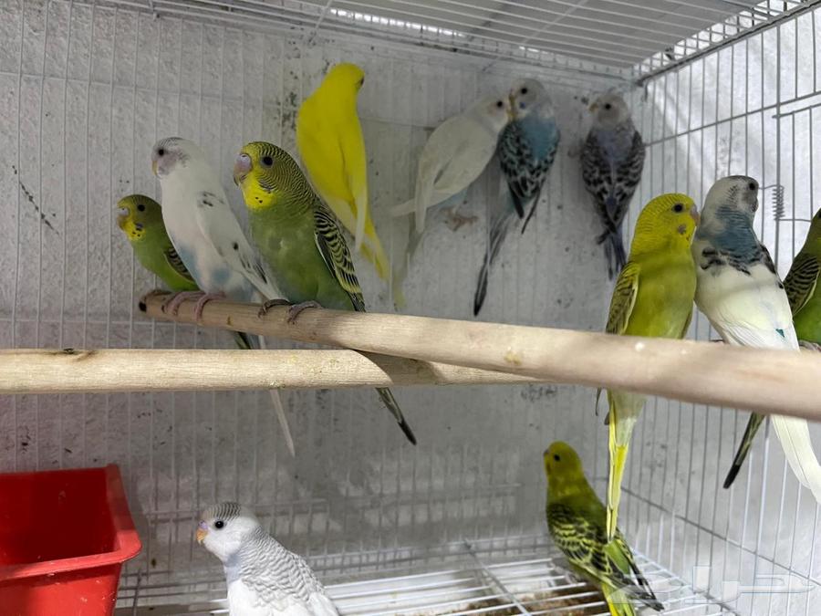 Badji Sparrows (Sold)63677082294147112