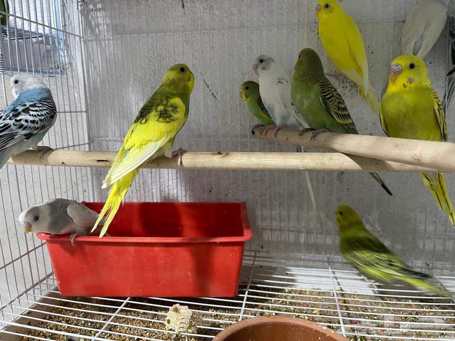 Badji Sparrows (Sold)63677082294147110