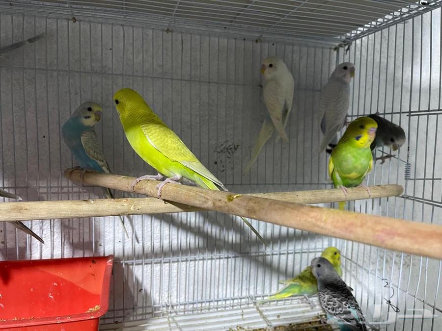 Badji Sparrows (Sold)63677082294147114