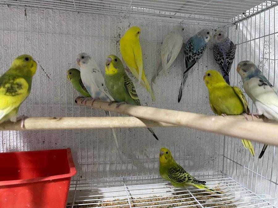 Badji Sparrows (Sold)63677082294147111