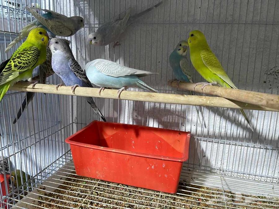 Badji Sparrows (Sold)63677082294147113