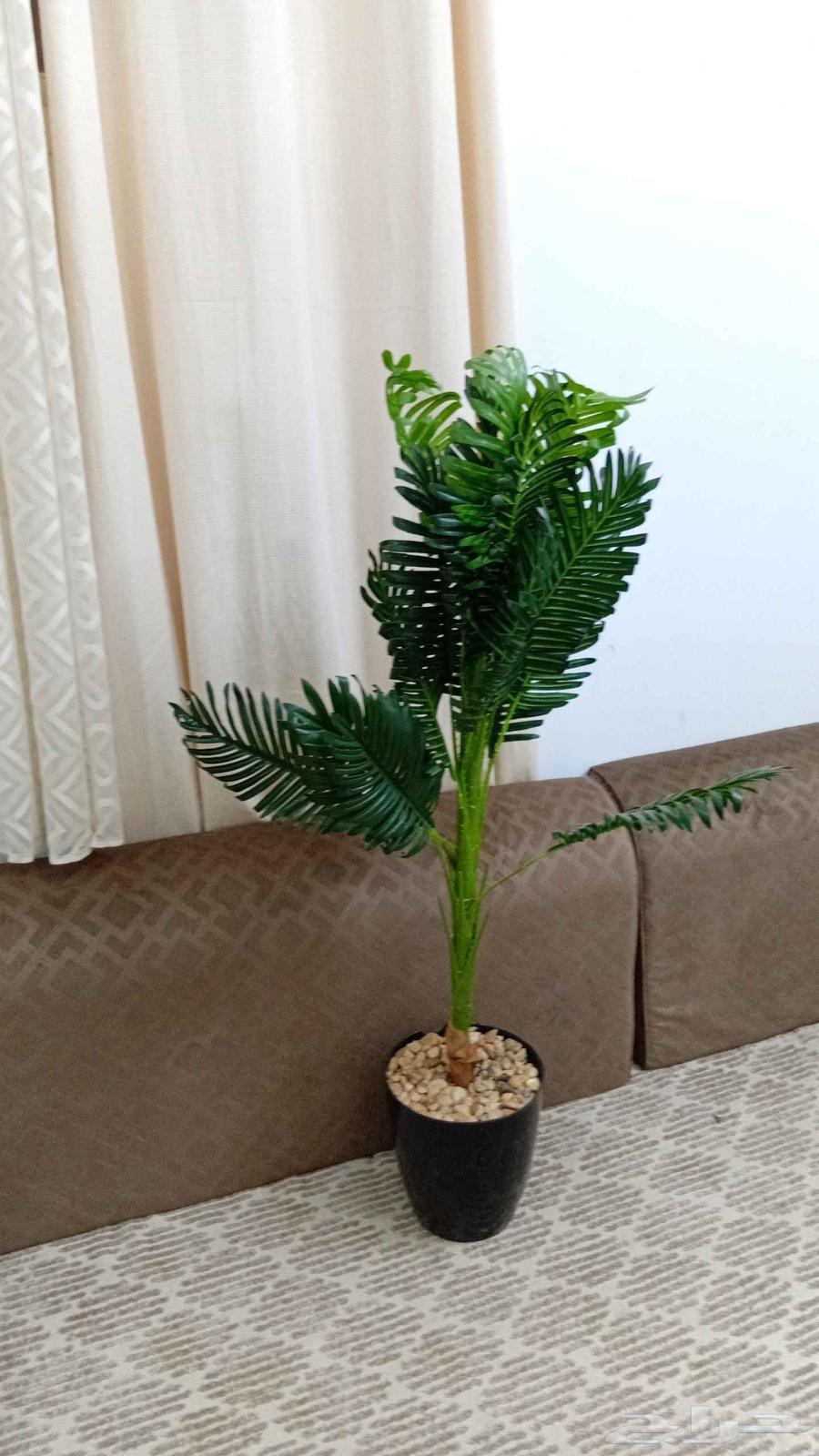 مساند نظيفه مع الفرشه مع الستاره والشجره الزينه ب 70063676735222529111