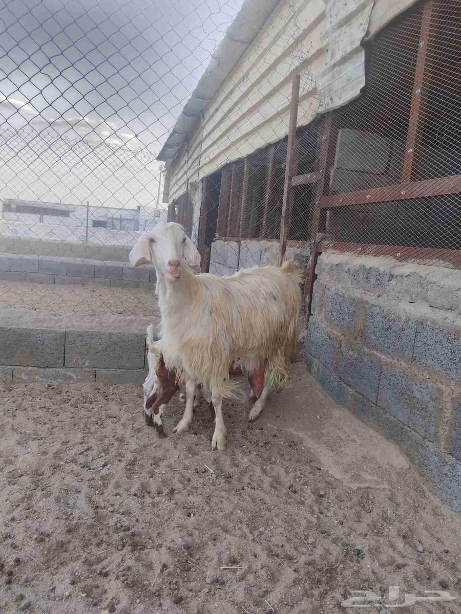 For sale, a milk goat with two healthy male goats, clean, must be clean.63676735321729111