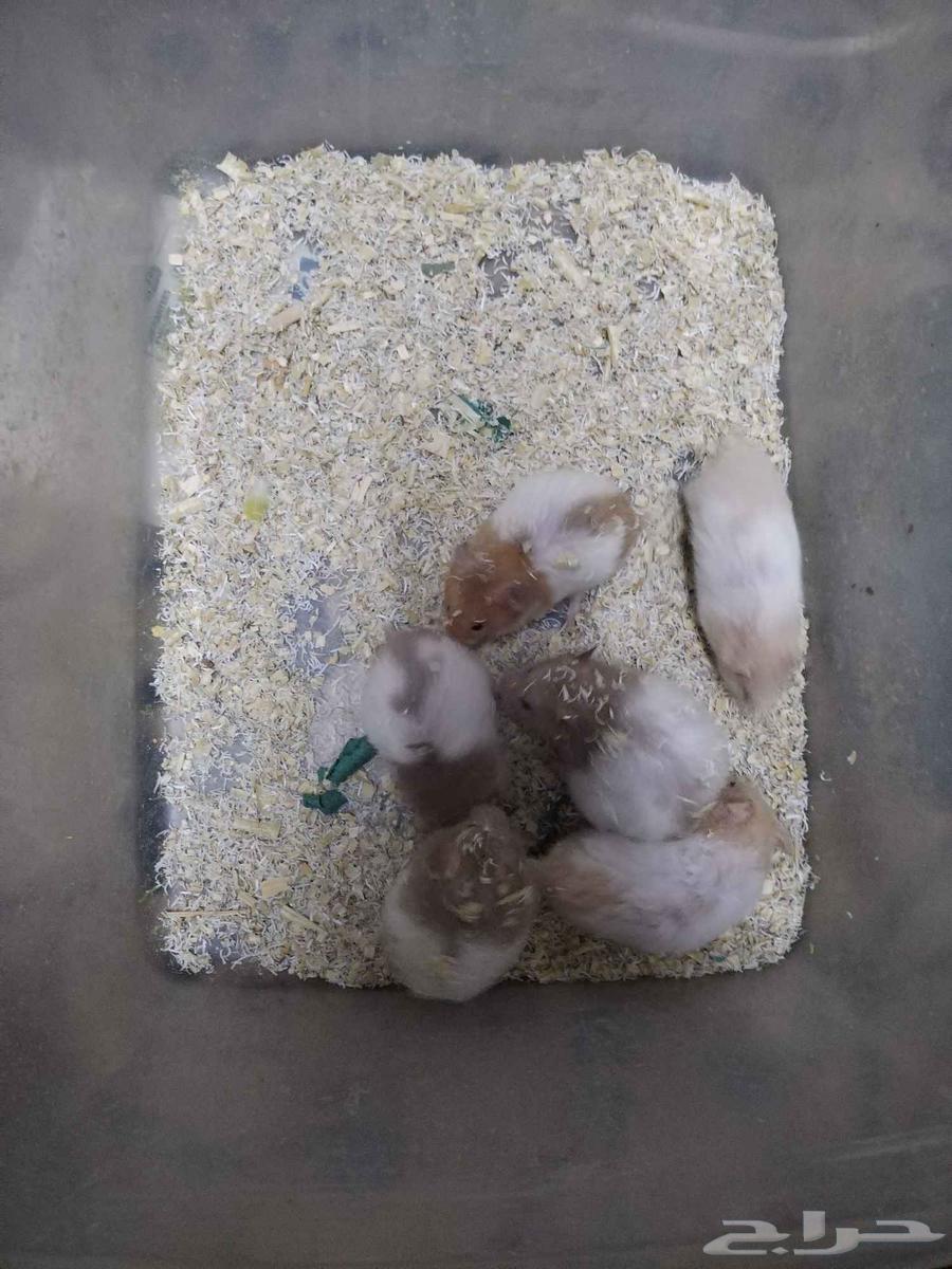 Offer on Syrian hamsters until the quantity is finished63679119047811112