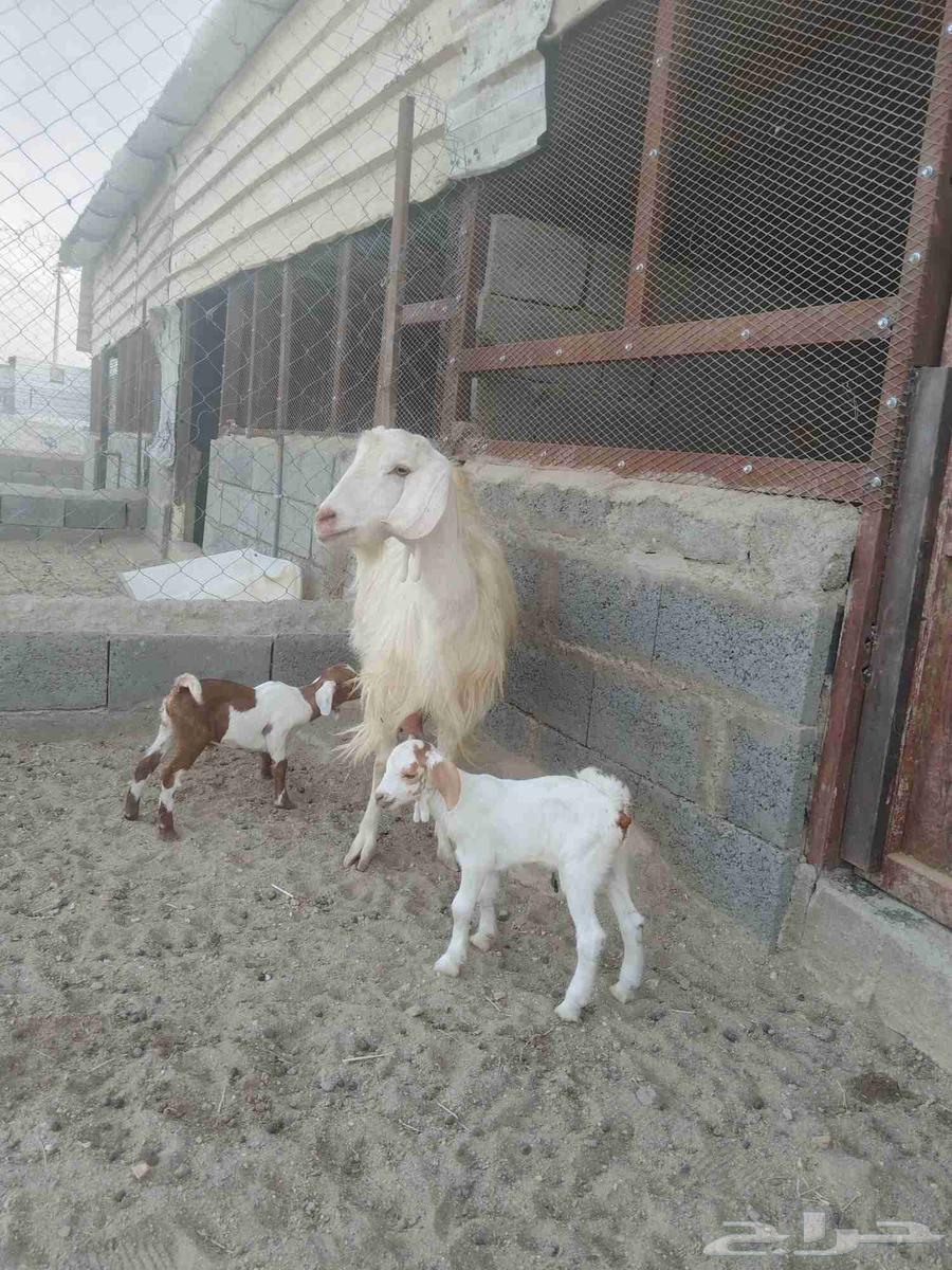 For sale, a milk goat with two healthy male goats, clean, must be clean.63676735321729110