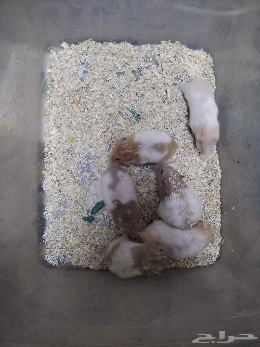 Offer on Syrian hamsters until the quantity is finished63679119047811111
