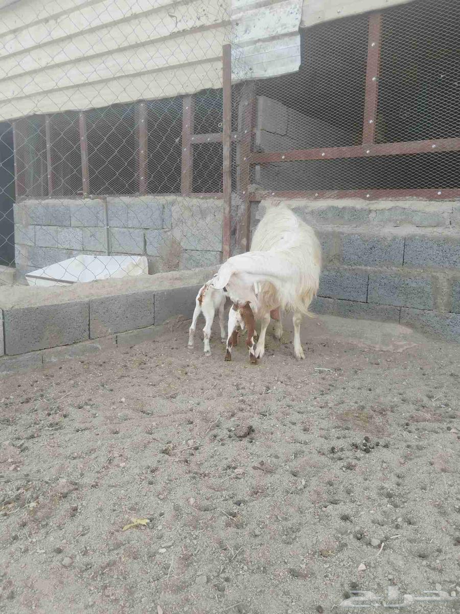 For sale, a milk goat with two healthy male goats, clean, must be clean.63676735321729114