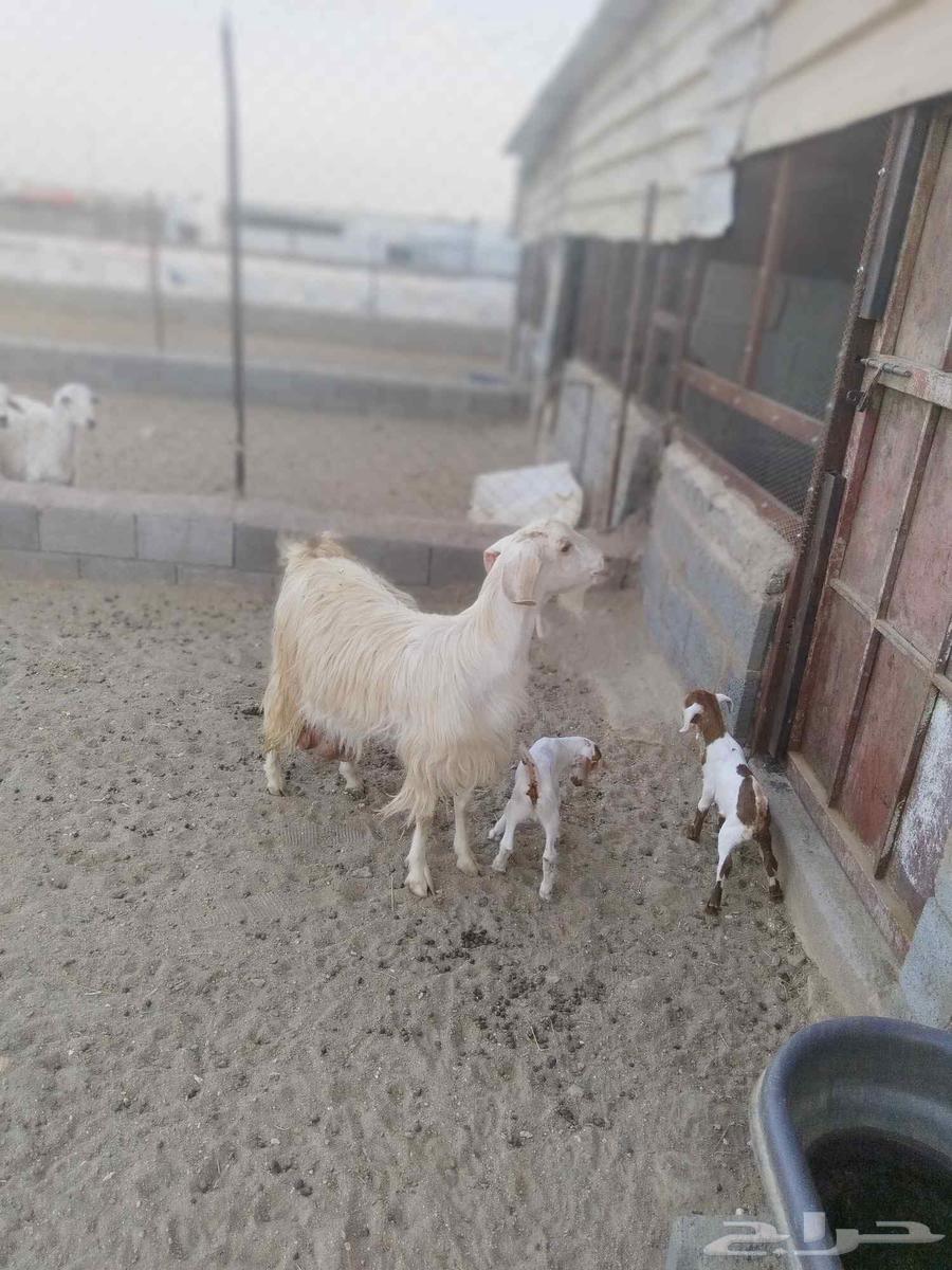 For sale, a milk goat with two healthy male goats, clean, must be clean.63676735321729112