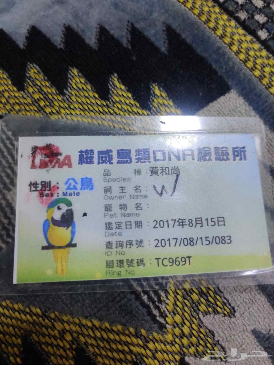 Quaker bird63679919404547114