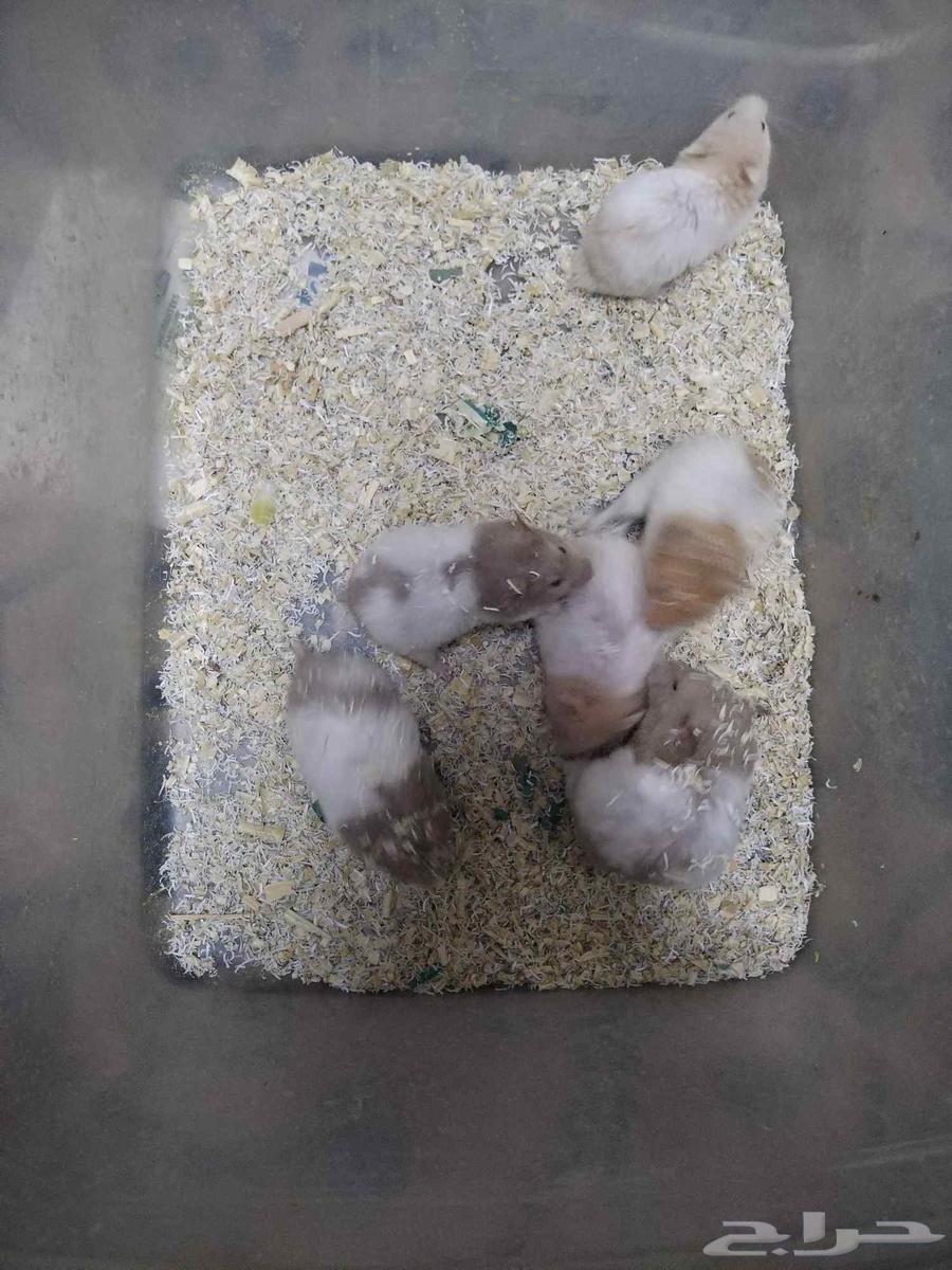 Offer on Syrian hamsters until the quantity is finished63679119047811110