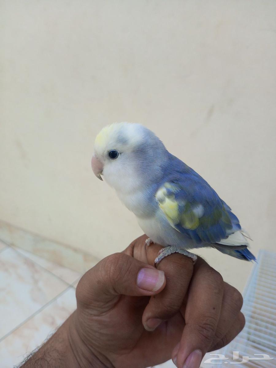للبيع طير روز ذكر اليف تم البيع خارج الموقع63679919184386111