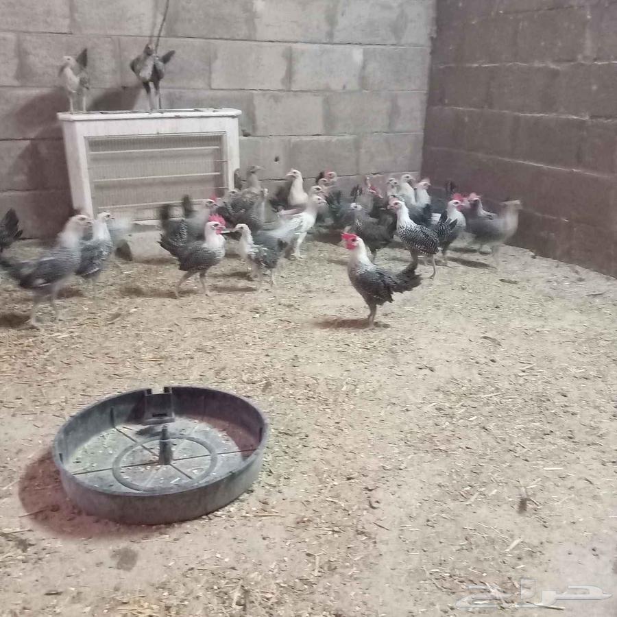 بيع ديك بلدي63676112092034110