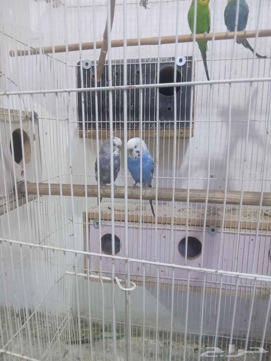 طيور بادجي63698999968002110