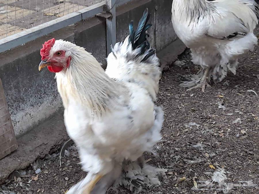 ديوك براهما كولمبي63678109249539112