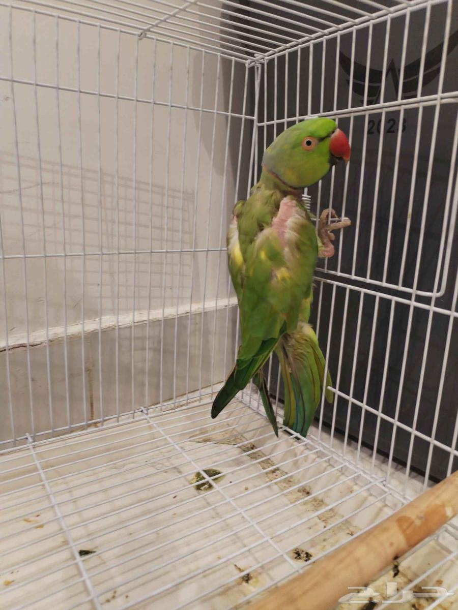 Parrots63676377957505113