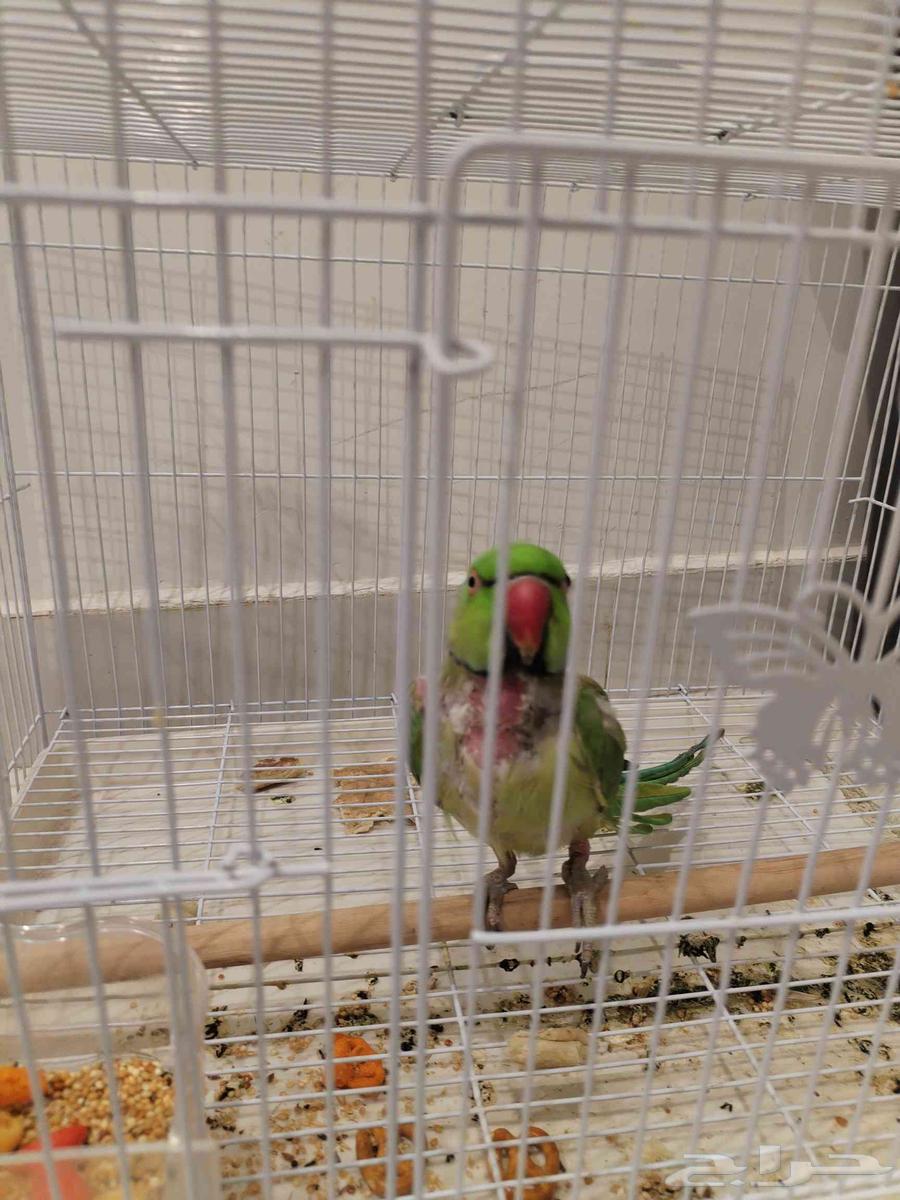 Parrots63676377957505112