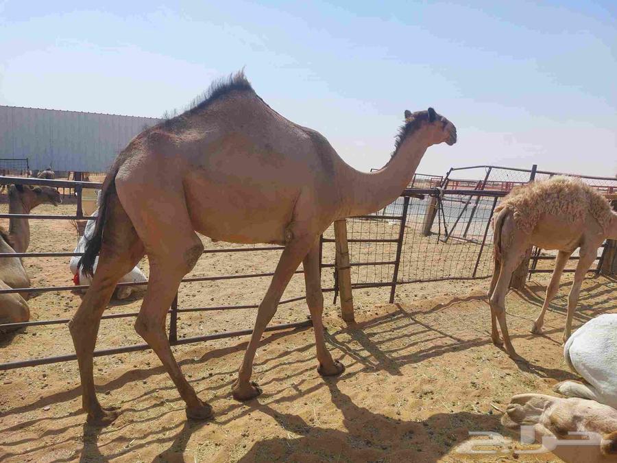 بكره صفراء حقه دبيانيه عليها سوم 620063678564421506113