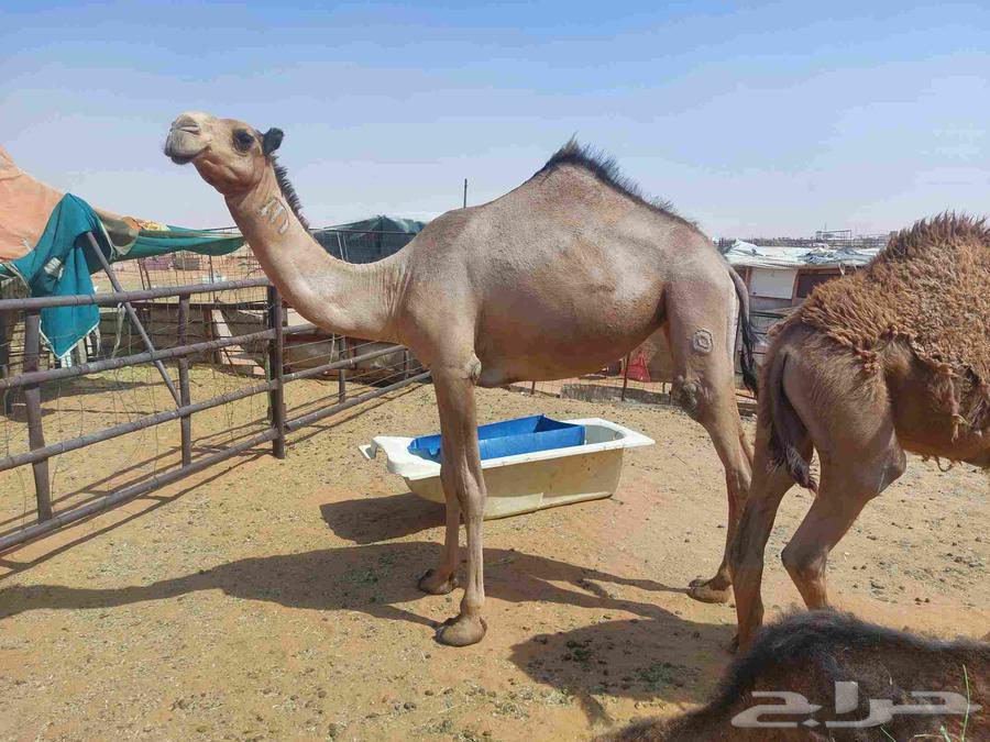 بكره صفراء حقه دبيانيه عليها سوم 620063678564421506110