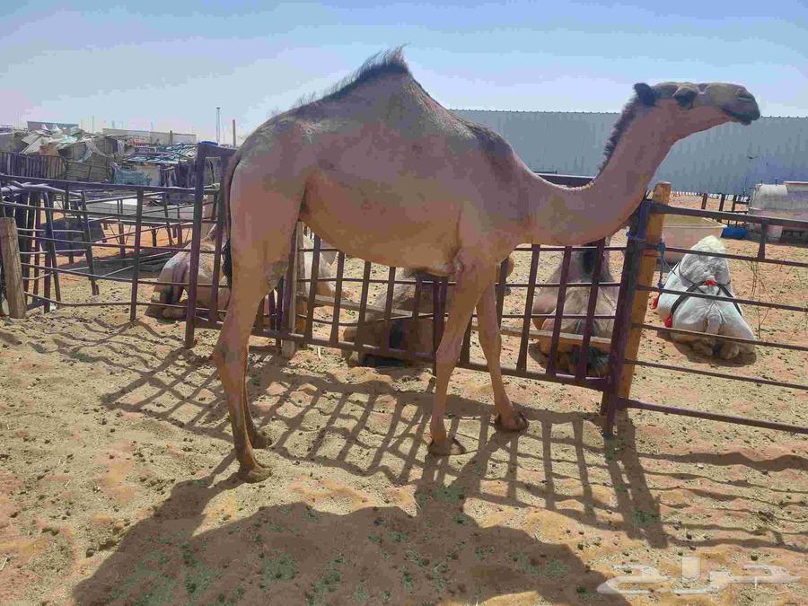 بكره صفراء حقه دبيانيه عليها سوم 620063678564421506111