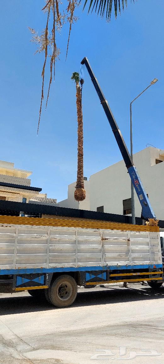 نخل واشنطن ملكي للبيع  نخل مضمون على الشرط63678299027458114