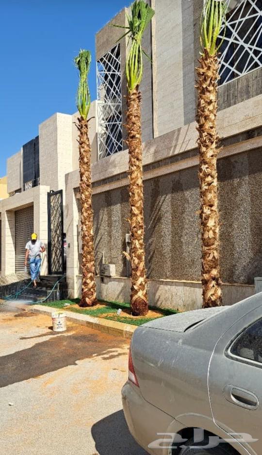 نخل واشنطن ملكي للبيع  نخل مضمون على الشرط63678299027458110