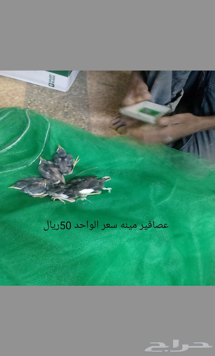 يوجد لدي عصافير مينه سعر الواحد 50ريال الرياض63679519537921110