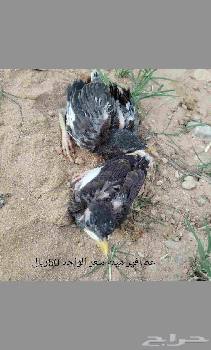 يوجد لدي عصافير مينه سعر الواحد 50ريال الرياض63679519537921111