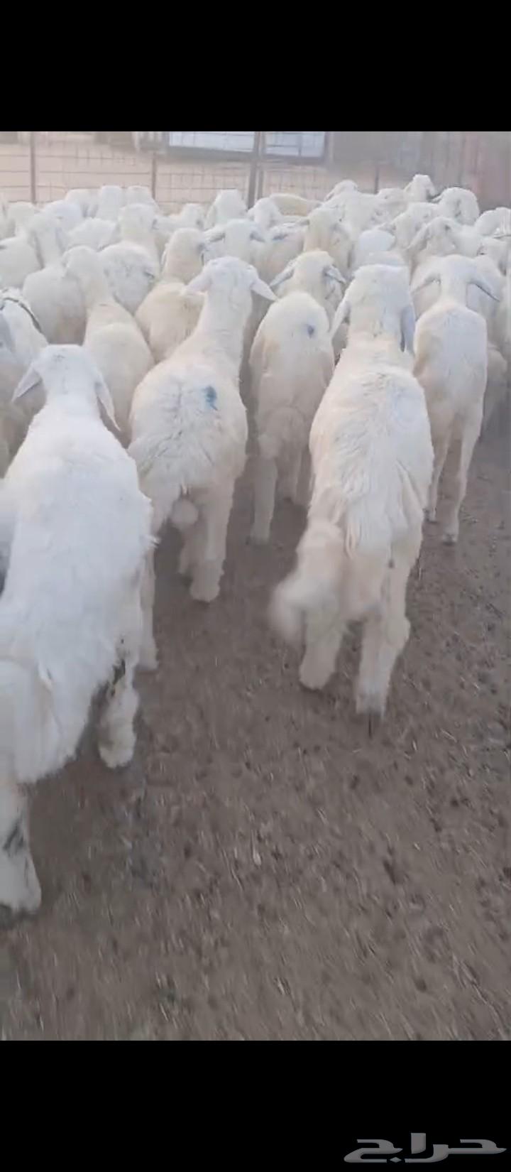 بهم للبيع63680009955585111