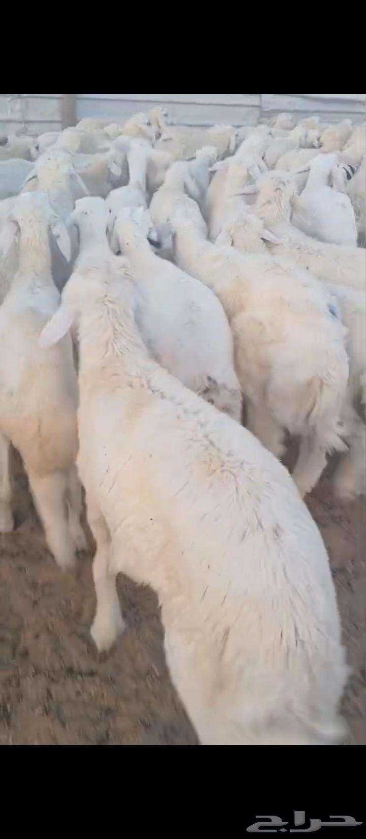 بهم للبيع63680009955585110
