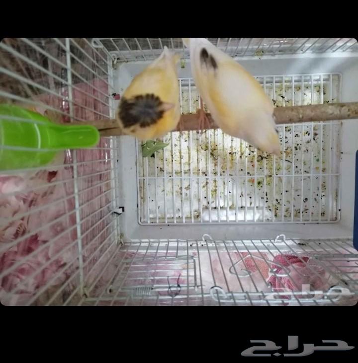 فروخ كناري63678027810691112