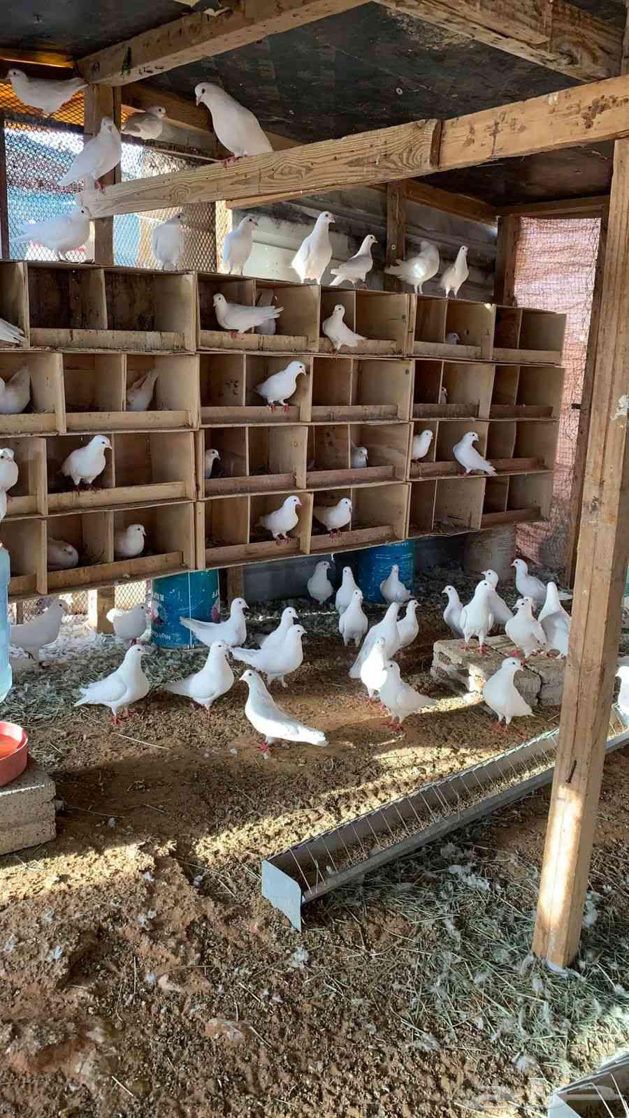 نعرض لكم حمام فرنسي وزاجل ازرق63680370527746110