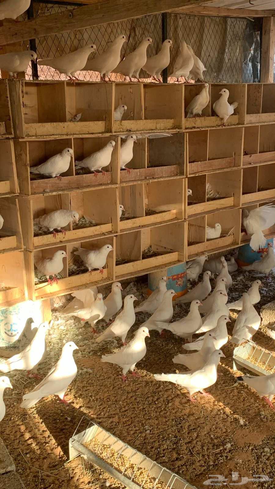 نعرض لكم حمام فرنسي وزاجل ازرق63680370527746111