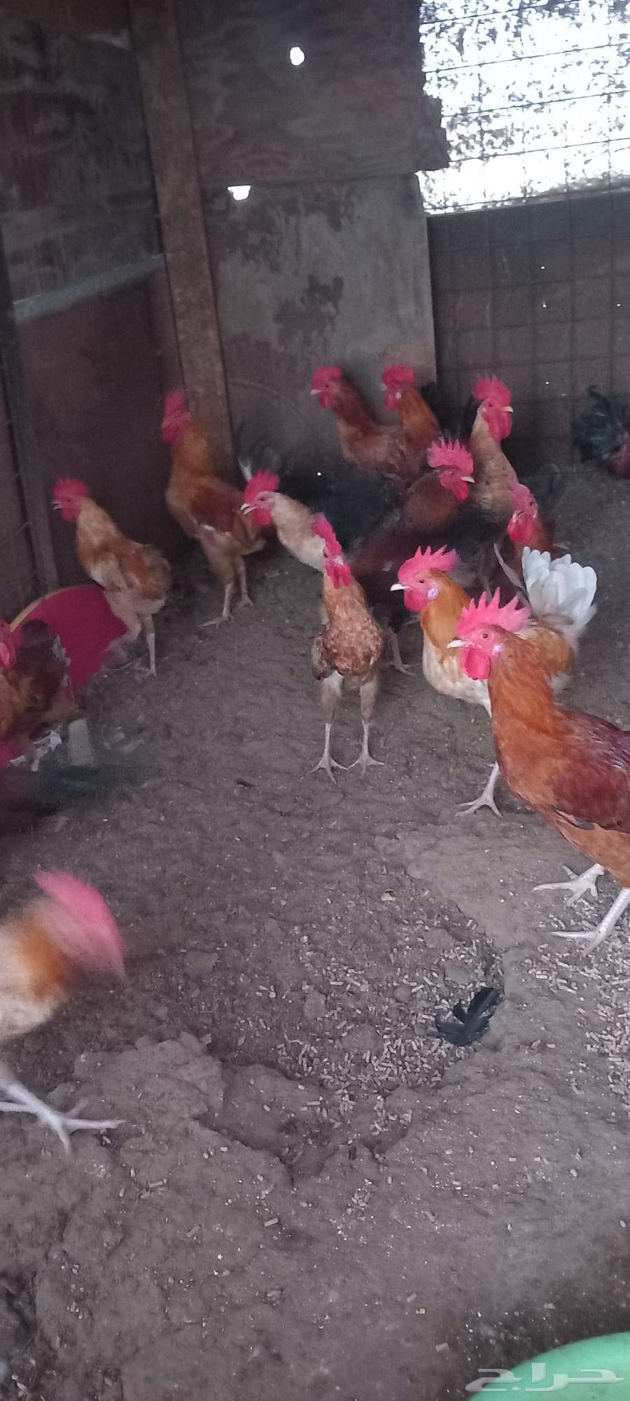 Local roosters for sale63667799270659110