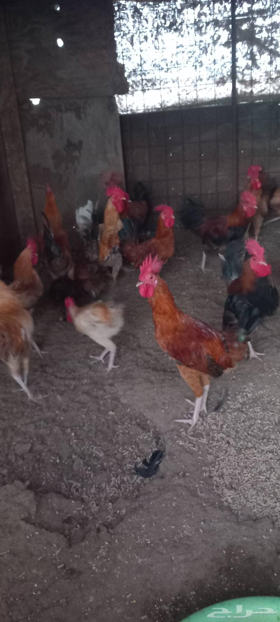 Local roosters for sale63667799270659112