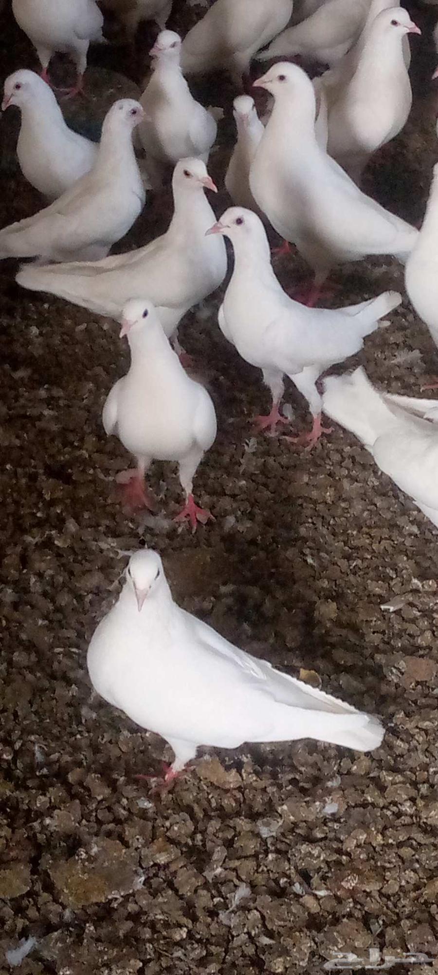 حمام فرنسي العدد 150جوز تقريبن بيع جمله63678298797186110