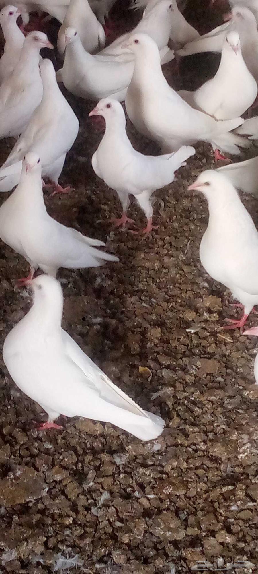 حمام فرنسي العدد 150جوز تقريبن بيع جمله63678298797186111