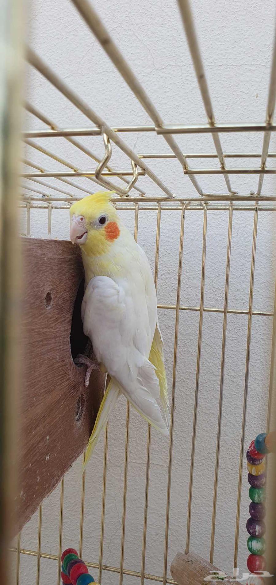 جوز طيور كروان لاتيتو عيون حمر63679227168642113