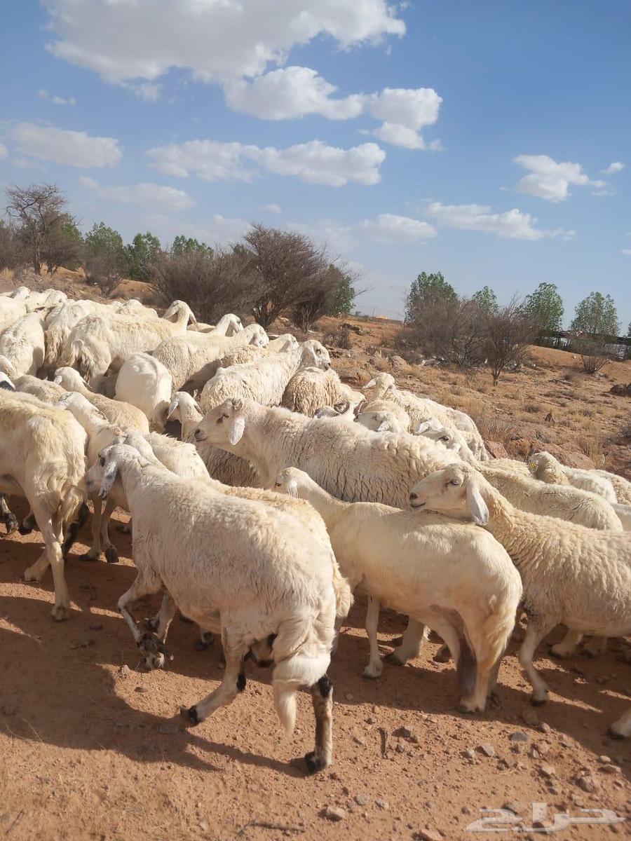 Sheep for sale Hariah Harish63678383858049110