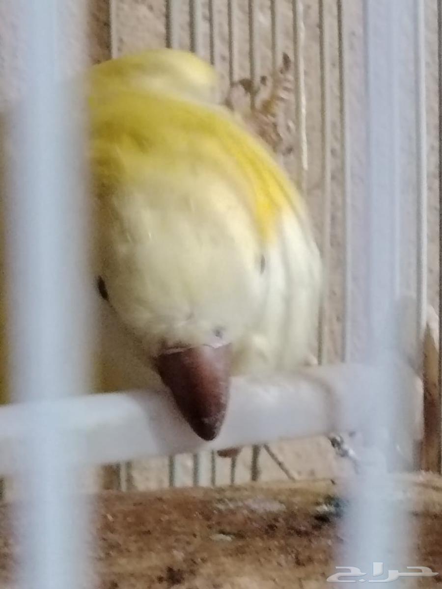 Quaker bird63679919404547112